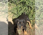 Small #13 Doberman Pinscher