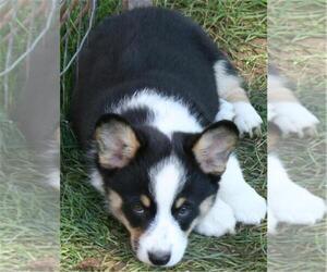 Pembroke Welsh Corgi Puppy for sale in WOODMAN, WI, USA