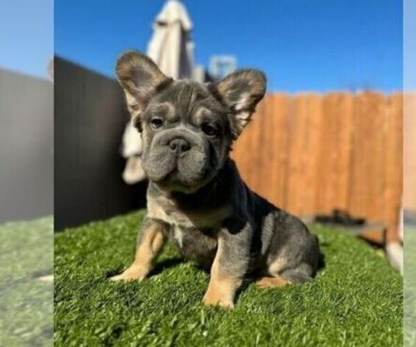 Medium Photo #2 French Bulldog Puppy For Sale in LITITZ, PA, USA