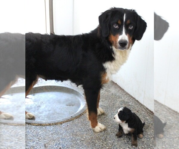 Medium Photo #1 Bernedoodle (Miniature) Puppy For Sale in CARLISLE, KY, USA
