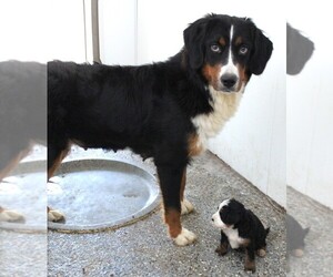 Mother of the Bernedoodle (Miniature) puppies born on 05/29/2026