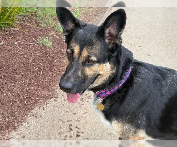 Medium Photo #2 German Shepherd Dog Puppy For Sale in Cupertino, CA, USA