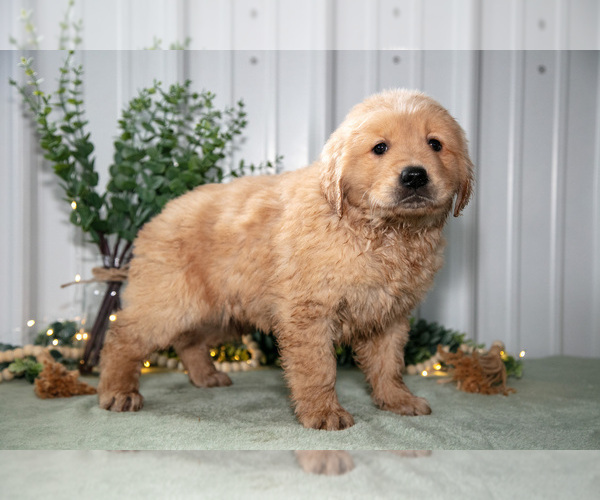 Medium Photo #1 Golden Retriever Puppy For Sale in HOLMESVILLE, OH, USA