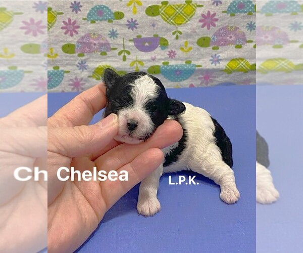 Medium Photo #1 Maltipoo (Toy) Puppy For Sale in WINNSBORO, LA, USA