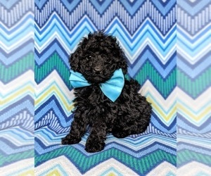 Poodle (Miniature) Puppy for sale in NOTTINGHAM, PA, USA