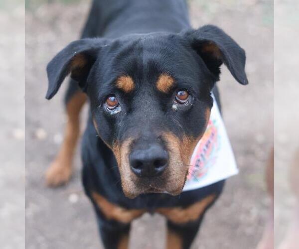Medium Photo #1 Rottweiler-Unknown Mix Puppy For Sale in San Antonio, TX, USA