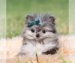 Small #2 Pomeranian