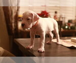 Small Photo #2 Dogo Argentino Puppy For Sale in MODESTO, CA, USA