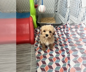 Cavapoo Puppy for sale in BELDING, MI, USA