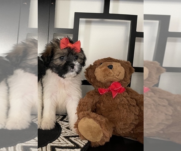Medium Photo #2 Mal-Shi Puppy For Sale in RANCHO CUCAMONGA, CA, USA