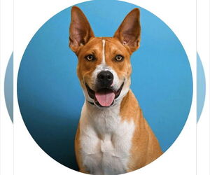 Basenji-Unknown Mix Dogs for adoption in Rowlett, TX, USA