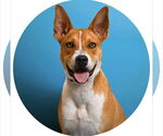 Small Basenji Mix