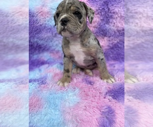 Olde English Bulldogge Puppy for sale in BEECH GROVE, IN, USA