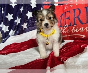 Shetland Sheepdog Puppy for sale in KINGSPORT, TN, USA