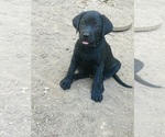 Small Photo #4 Labrador Retriever Puppy For Sale in AUBURN, CA, USA