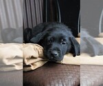 Small Photo #5 Labrador Retriever Puppy For Sale in STROUD, OK, USA