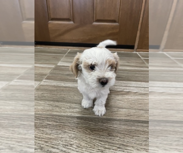 Medium Photo #4 Maltipoo Puppy For Sale in APPLE VALLEY, CA, USA