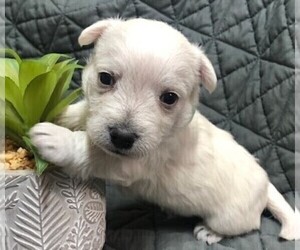 West Highland White Terrier Puppy for Sale in ROLLA, Missouri USA