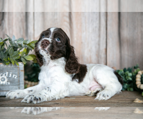 Medium Photo #7 Cocker Spaniel Puppy For Sale in BALTIC, OH, USA