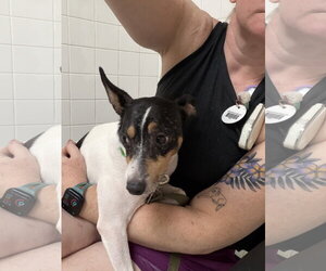 Bobby - Male Rat Terrier Dog for Adoption - Photo #2