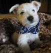 Puppy 0 West Highland White Terrier