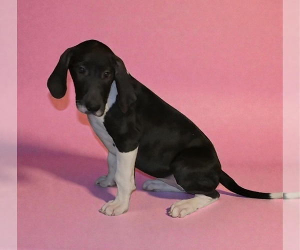 Medium Photo #9 Great Dane Puppy For Sale in DENHAM SPRINGS, LA, USA