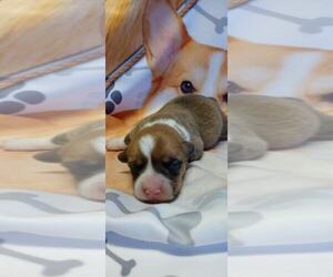 Miniature American Shepherd-Pembroke Welsh Corgi Mix Puppy for sale in KEENESBURG, CO, USA