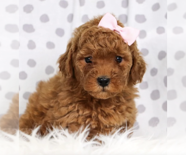 Medium Photo #2 Goldendoodle (Miniature) Puppy For Sale in SELMA, NC, USA