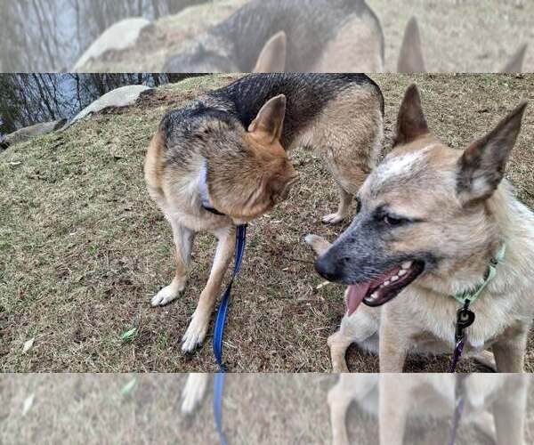 Medium Photo #8 Mutt Puppy For Sale in Sebec, ME, USA