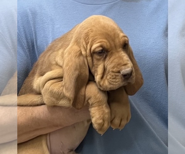 Medium Photo #12 Bloodhound Puppy For Sale in FORT MORGAN, CO, USA
