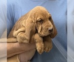 Red LM 6 - Male Bloodhound Puppy for Sale - Photo #12