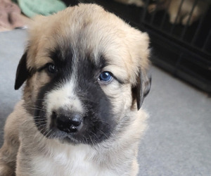 Anatolian Shepherd Puppy for sale in WILLOWBROOK, IL, USA