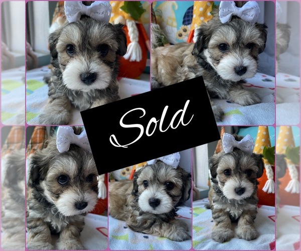 Medium Photo #2 Maltipoo Puppy For Sale in PALMDALE, CA, USA