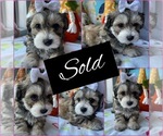 Small Photo #2 Maltipoo Puppy For Sale in PALMDALE, CA, USA