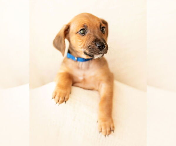 Medium Photo #2 Dachshund Puppy For Sale in Corona, CA, USA