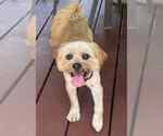 Small #1 Mutt