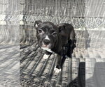 Small #2 Mutt
