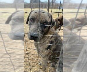 American Staffordshire Terrier-German Shepherd Dog Mix Dogs for adoption in San Antonio, TX, USA