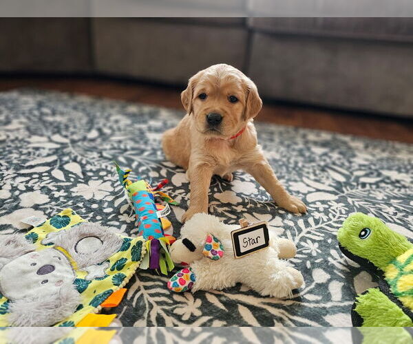 Medium Photo #10 Golden Retriever Puppy For Sale in WASECA, MN, USA