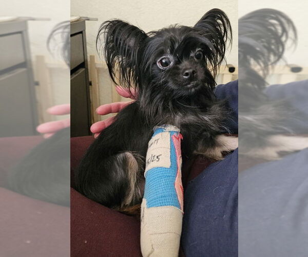 Medium Photo #5 Mutt Puppy For Sale in Olalla, WA, USA