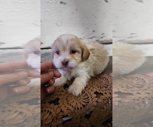 Medium Mal-Shi-Poodle (Miniature) Mix