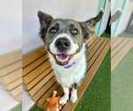 Small #1 Border Collie