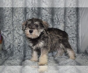 Schnauzer (Miniature) Puppy for sale in BARNESVILLE, KS, USA
