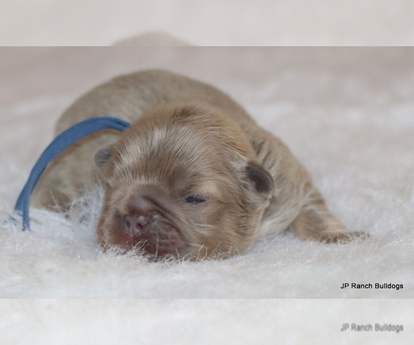 Medium Photo #1 French Bulldog Puppy For Sale in WINNSBORO, TX, USA