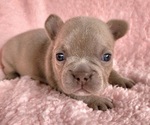 Small #9 French Bulldog