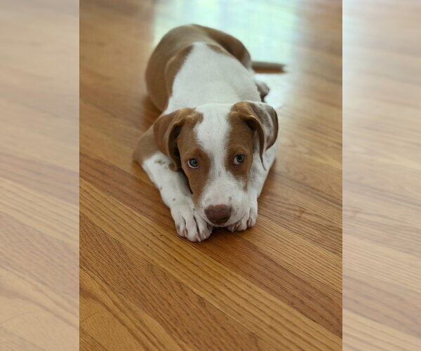 Medium Photo #3 Mutt Puppy For Sale in Brooklyn, NY, USA