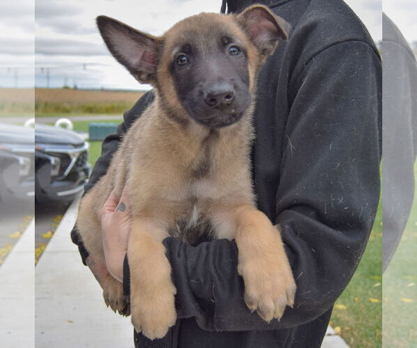 Medium Photo #3 Mutt Puppy For Sale in Huntley, IL, USA