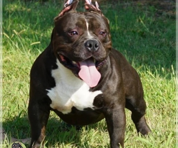 Medium Photo #1 American Bully Puppy For Sale in TEMECULA, CA, USA