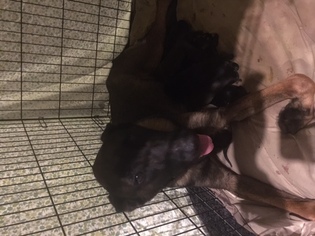 Mother of the Belgian Malinois puppies born on 05/06/2016