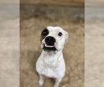 Small #4 Boxer
